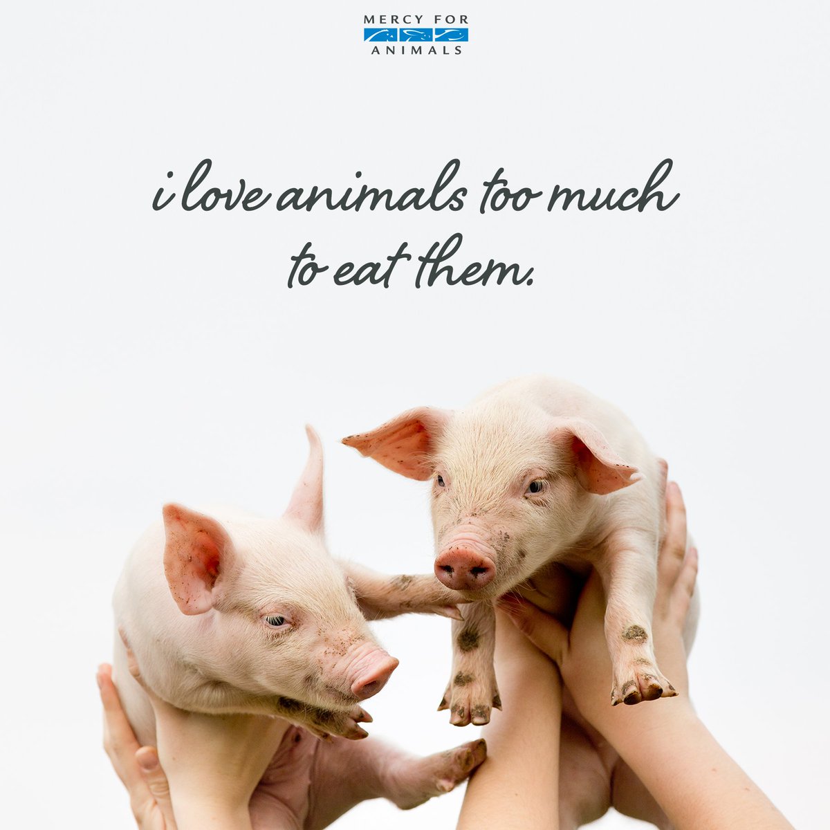 MercyForAnimals's tweet photo. Retweet if you love animals too much to eat them! 💙 https://t.co/4Z9egdeZNb