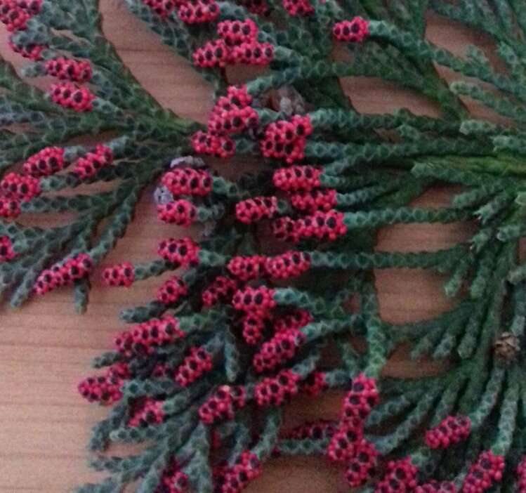 obergshelley's tweet photo. Never noticed these #crazyred #malecones on #chamaecyparislawsoniana before 🌲 https://t.co/M8O9EwqfFS