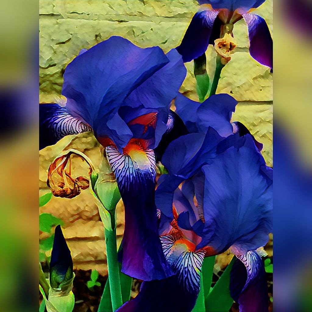 gifter_phoenix's tweet photo. #flower #flora #phoenixsayings #gifterphoenix #firephoenixatx A different style of my art work https://t.co/KKy5wMsSJs