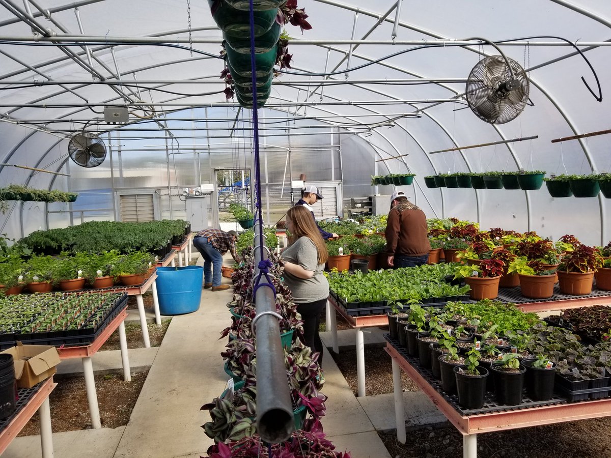 ElizCMiegel's tweet photo. A small group of dedicated students came in today to do some work in the greenhouse trimming & fertilizing plants to get ready for our first plant sale event of the season @trtownartcrawl next Friday, April 13, from 6-9pm, downtown TR. #WeAreTR18 #TRHSFFA #Greenhouse #Dedication https://t.co/fP1wsnoEPI