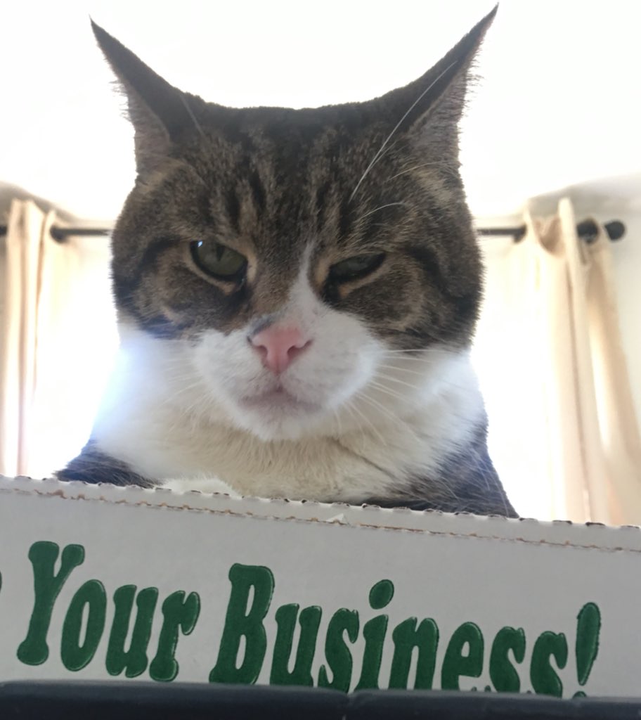 MandyLou_43's tweet photo. @TheEllenShow a group of cats is called a “Glaring.” That one is accurate tbh! Ser Pounce is Kristin Bell sweet all day, but get a camera out and he’s tough face McGee up in your business! Actually that’s a pizza box and he’s just mad because I won’t let his fat butt have any... https://t.co/qyRDXza4rE