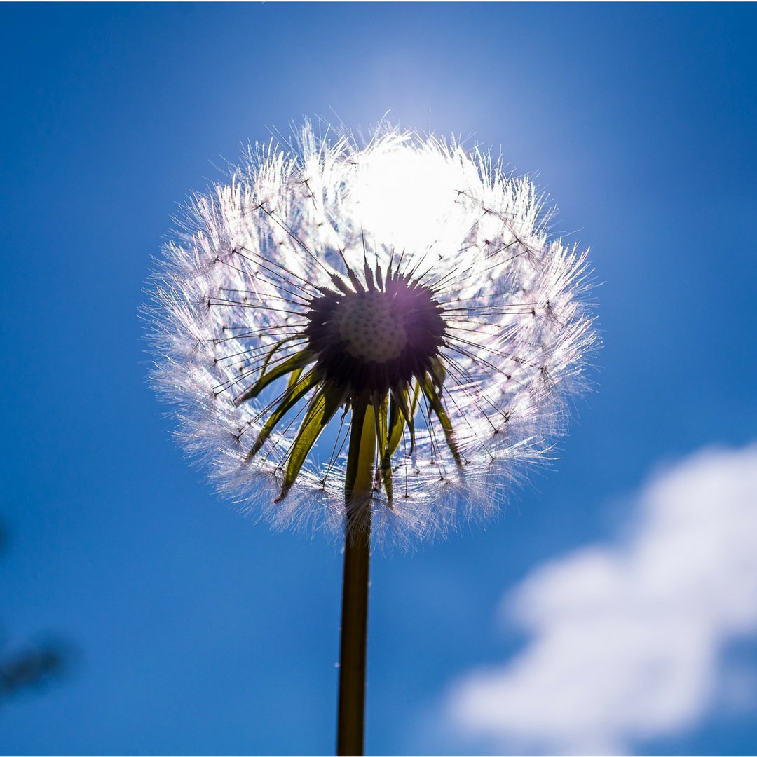 Typically tossed aside as a pesky weed, today is the national day to celebrate the dandelion! These guys aren't so bad - they're actually edible, and are beneficial for soil (their deep roots draw up water from way down in the soil to help nourish neighboring plants).