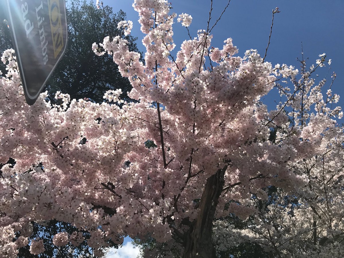 Best day. Best tree. #GivingItYourAll #CherryBlossomDC #Washington #tidalbasin