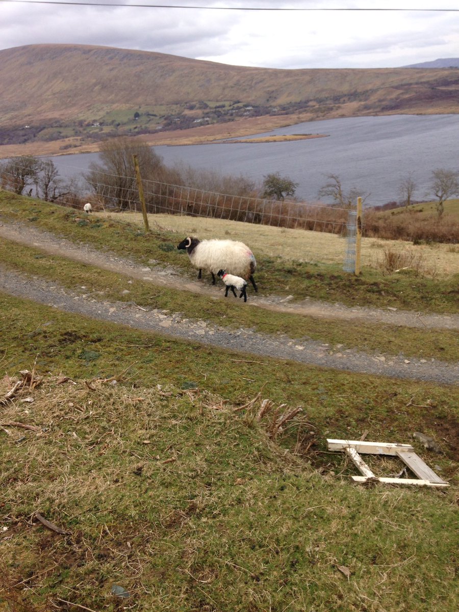 APRIL: did I mention lambs? Lambs everywhere this month 