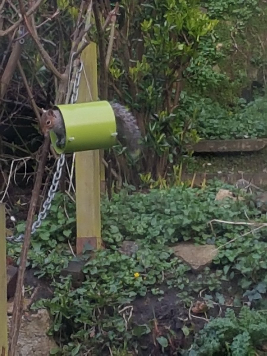 Scarl3tt92's tweet photo. Think he likes his new feeding place ❤ #RSPB https://t.co/YgdRgwewRg