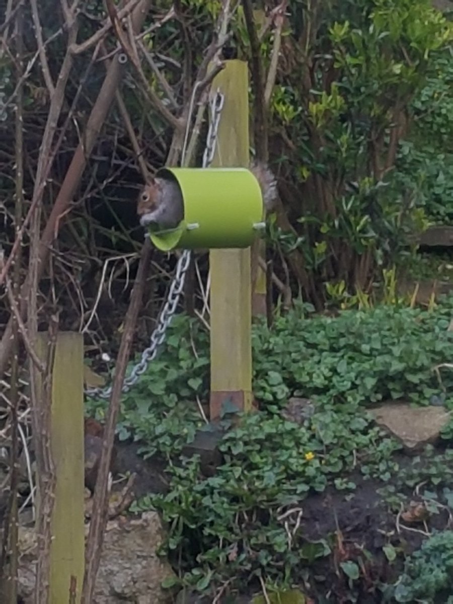 Scarl3tt92's tweet photo. Think he likes his new feeding place ❤ #RSPB https://t.co/YgdRgwewRg