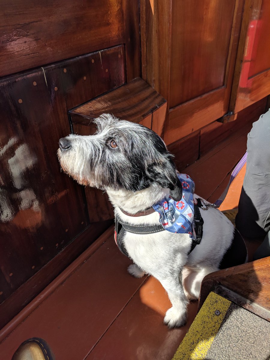 domehouselakes's tweet photo. Mitzydog looking very nautical and enjoying her jaunt to Wray castle from Ambleside on the Windermere cruise. @Windermereboats #ThePlaceToBe #Windermere https://t.co/9PCf7JuSF0