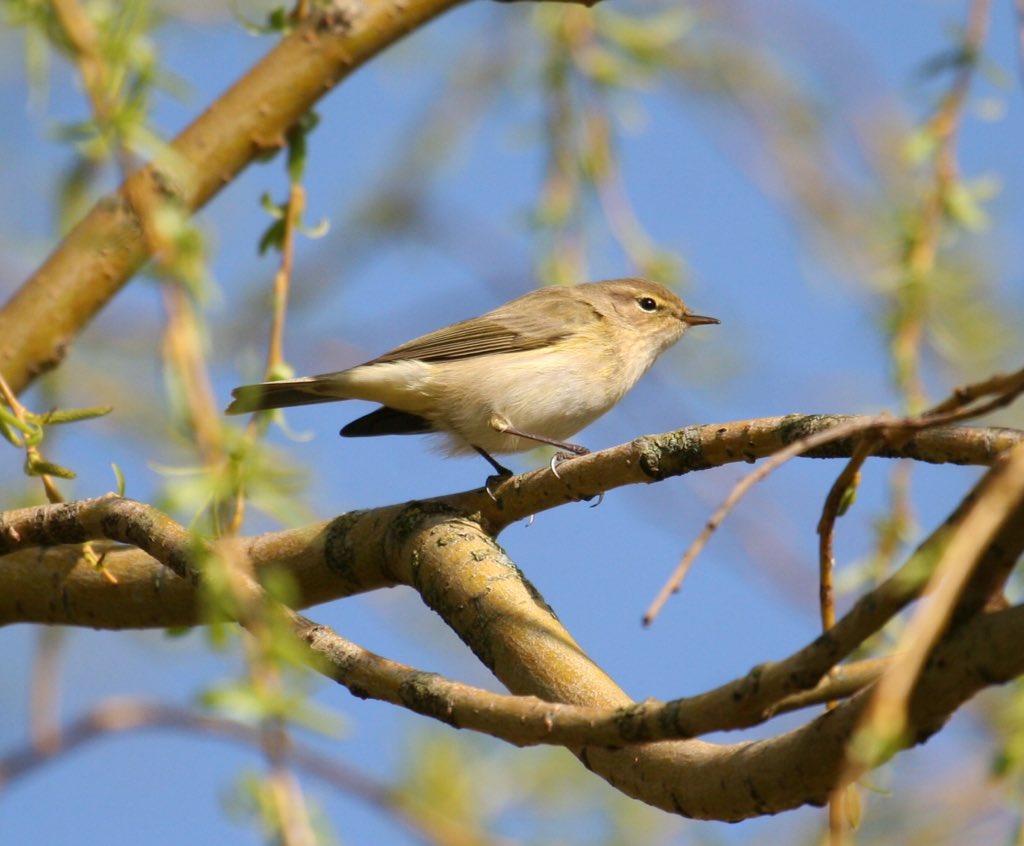 APRIL: along with the lambs come Chiffchaffs singing (photo from  @BirdWatchIE , note from K. Phillips)