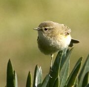 APRIL: along with the lambs come Chiffchaffs singing (photo from  @BirdWatchIE , note from K. Phillips)