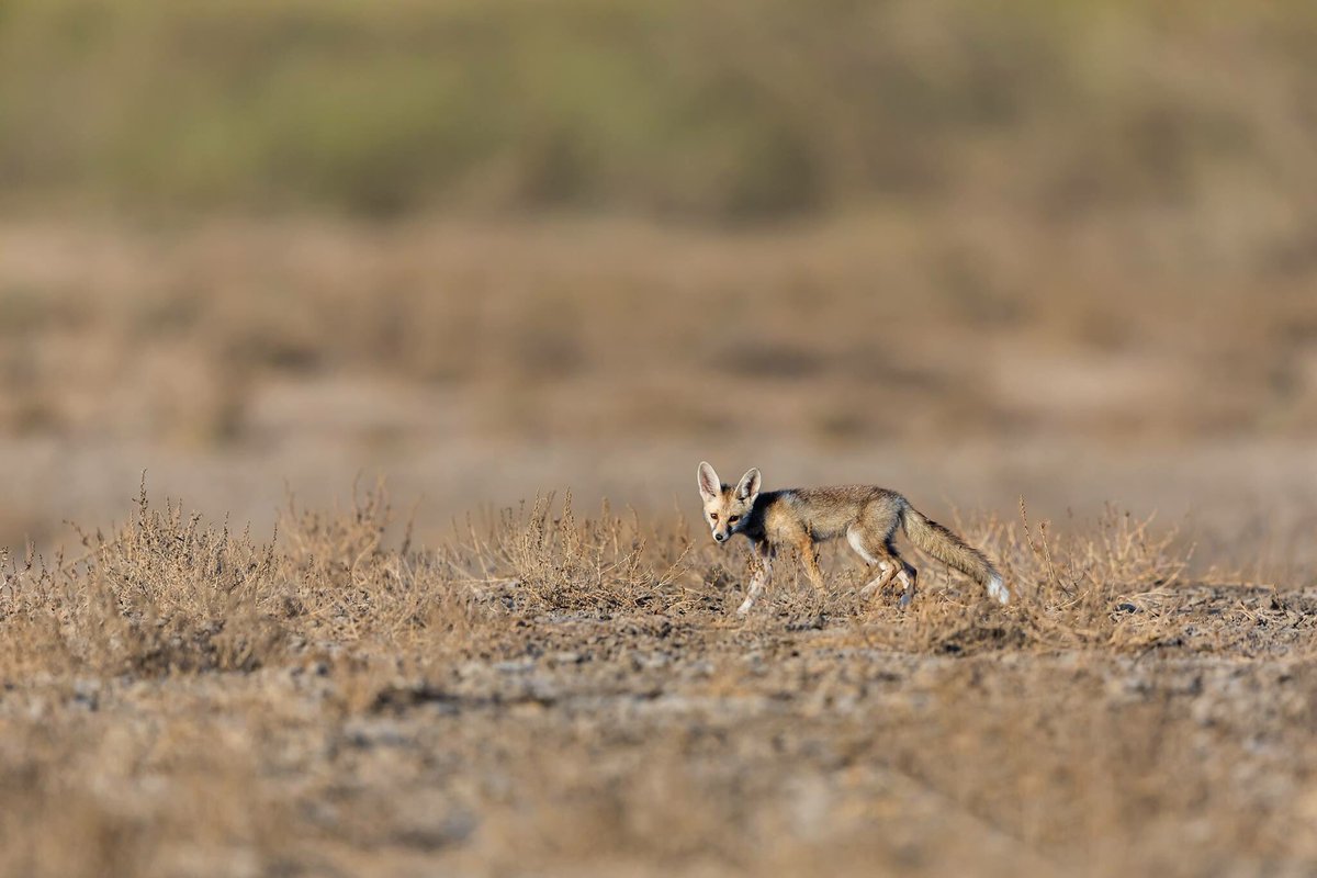ketanvikamsey's tweet photo. | Habitat shot of Den of Desert Fox, LRK |
#DesertFoxCub #Wilderness #KVKliks #LittleRannOfKutch #LRK #DesertFoxDen #IncredibleIndia #natgeo #ColourfulPlaces #GujaratTourism #IndiaTourism #natgeotravel #bbctravels #lonelyplanet #natgeohd #canonusa #canonphotography #ketanvikamsey https://t.co/MgCYuEJ5vr