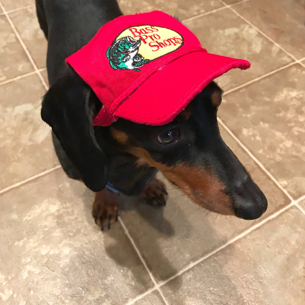 dachshund baseball cap