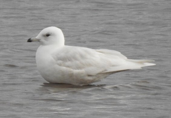 MY200BirdYear's tweet photo. On reviewing my photos and field guides I think these 2 white winged gulls have different bills, head shape and eye placement so (until re-educated otherwise) I'm calling in  @BirdWatchingMag #my200birdyear
92. Glaucous Gull
93. Iceland Gull https://t.co/6rFnp8ZG62