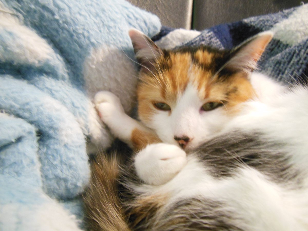 Cyann_Hur's tweet photo. argh ! Je suis désolée petit imprévu! Pas de super live Rimworld ce soir. je tenterai de live vendredi soir! voila donc une Pelure de compensation #ChatDeCompensation https://t.co/EnQzBiw1KF