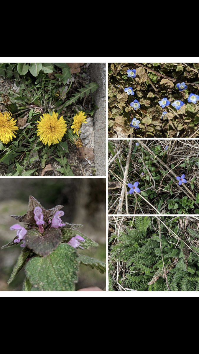 I Spy Kindness Week at Ridgeway Elementary: Just like noticing small acts of kindness, it was easy to overlook these first little flowers of Spring. But, once you noticed one, you realize they are everywhere! Notice acts of kindness and pay them forward wherever you go! 🌺