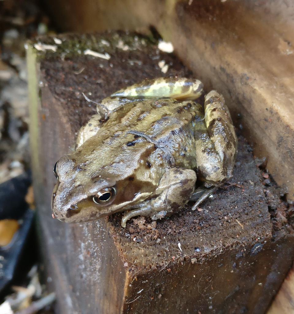 AitkensDrum's tweet image. Looks like we had an unexpected lodger under the decking!

#Frogger
#DeckLights