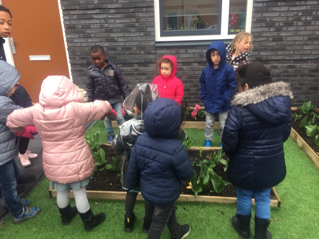 DoanhTruong's tweet photo. Zo hadden we de schooltuin niet achtergelaten😳.. Allemaal tulpen, hyacinten en narcissen. Wat zijn we mooi... #kleuters #natuureducatie #Amsterdam #Zuidoost #onderwijs #schooltuin #prachtberoep @obsbijlmerhorst https://t.co/FT87Qssd44