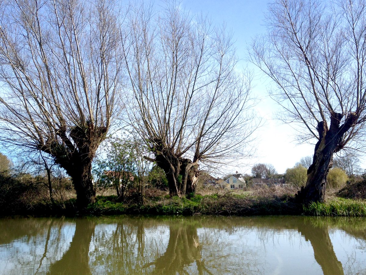 DrSueOosthuizen's tweet photo. Pollard willows along the Cam - not only a much-needed means of stabilising the banks of watercourses, but their rods, cropped on a regular 7-10 year cycle, were an essential component of the non-arable agricultural economy from prehistory onwards #landscapehistory https://t.co/eNs6XtkXsU