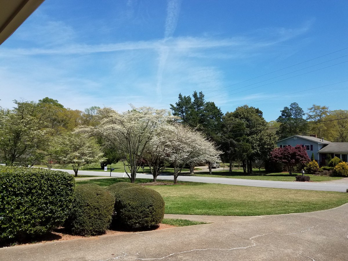 Rachel_Aaron's tweet image. About to go to Chicago, where I hear it might be snowing when I arrive. For contrast, here is my front yard... #goodbyespring