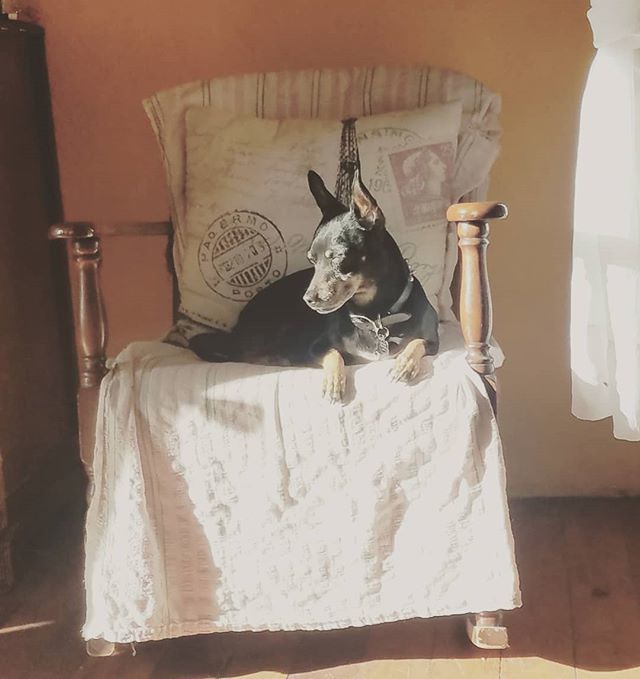 xoxoCedarRose's tweet photo. A lovely sunny morning with a sleepy chihuahua!
.
.
.
#NewMexicoMornings #PanchoDog https://t.co/Wz2olyoTTh https://t.co/rhHjBWxSG5