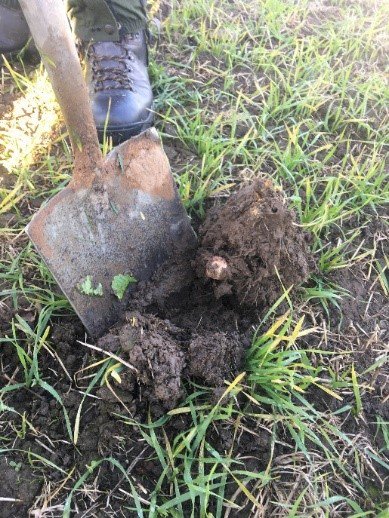 qlfuk's tweet photo. Are you interested in enhancing you soil biology? Head over to our website for more information https://t.co/8jWIS2X8Q0  #SoilHealth https://t.co/GAAMFzLG2p