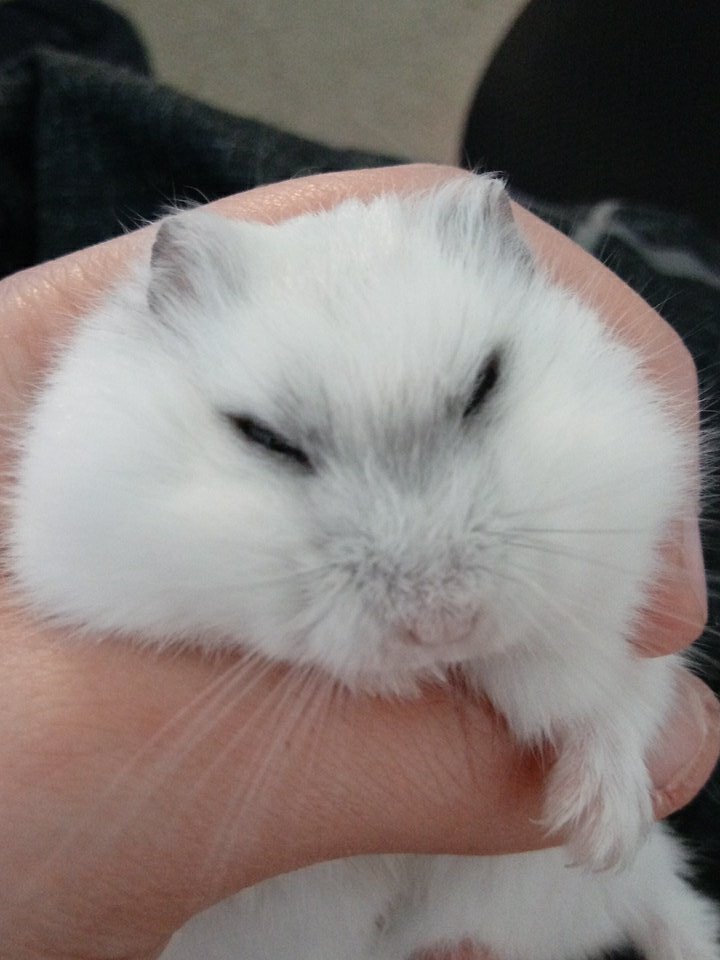 level18_nessie's tweet photo. My baby has some gray coming back in her fur 💕🐭 https://t.co/6ge5qzHKxZ
