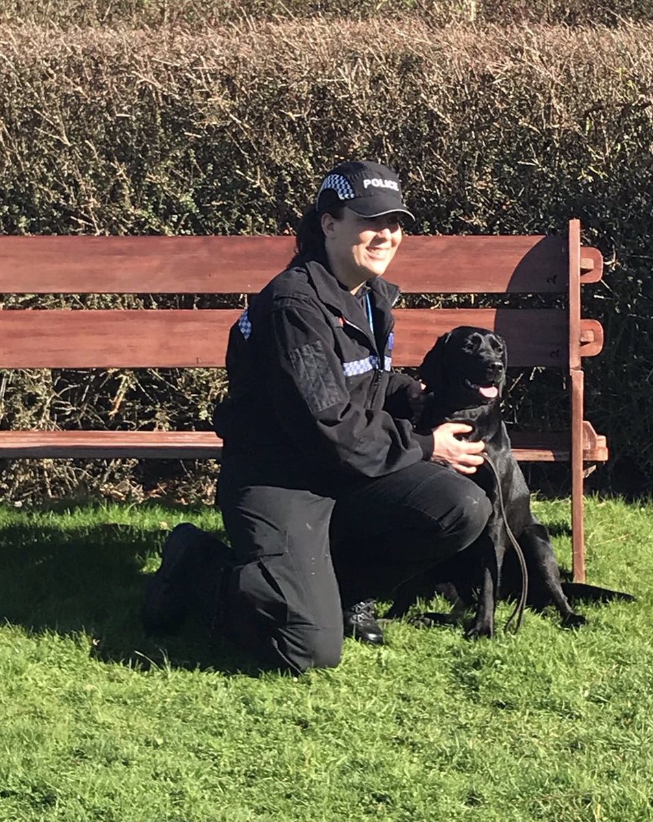 amydeemo's tweet photo. It’s official…I have a Search Dog!! DCC Blakeman presented our certificate today. Very proud handler as Lilly was SO poorly this week but still searched for me. Fingers crossed for more good news & Lilly will soon be putting that nose to work!! #proudhandler #DontDitchTheDogs https://t.co/Xk4jHDkGNt