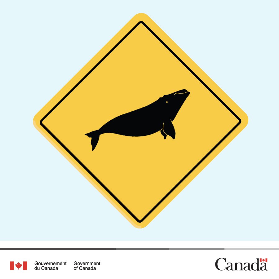 Transports_gc's tweet photo. Une limitation de vitesse temporaire de 10 nœuds pourrait aussi être imposée pour créer des zones de « passages de baleines » plus sécuritaires quand les #BaleinesNoires de l’Atlantique Nord se trouvent dans le golfe du Saint-Laurent. https://t.co/QxrWsnDHfD https://t.co/hGJHfS5CBW