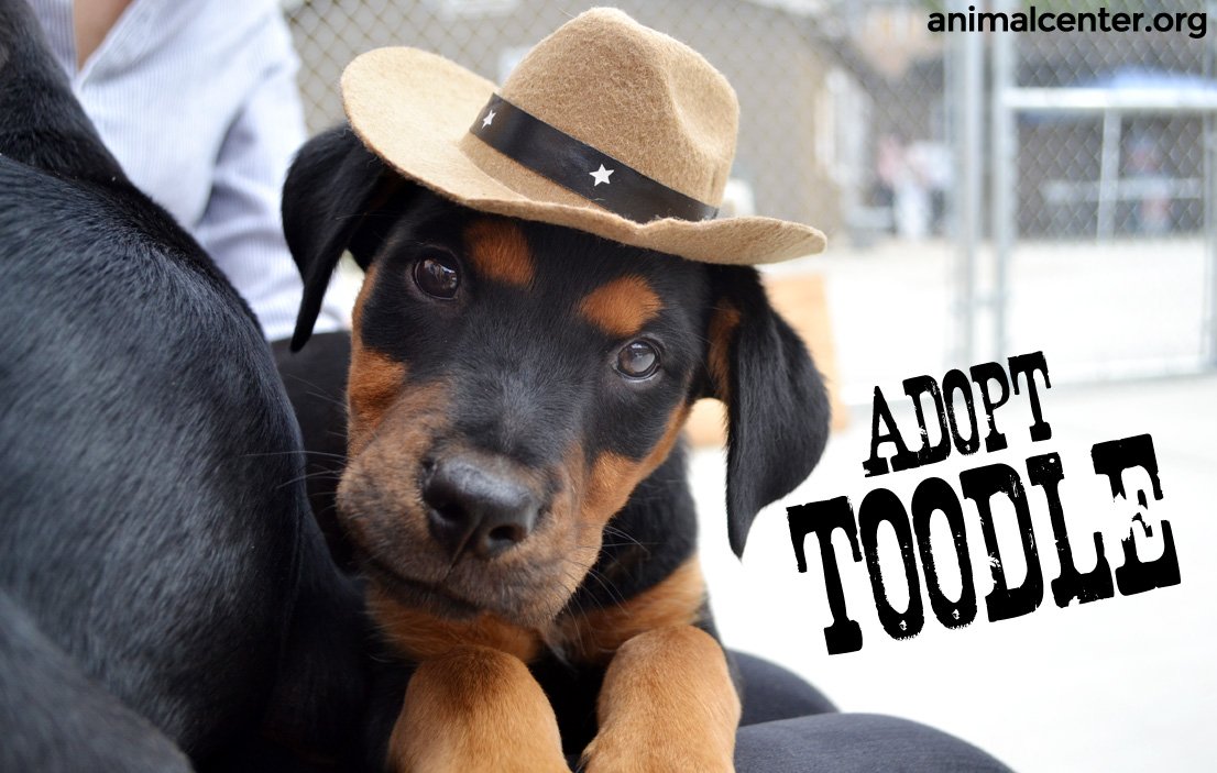 HWAC's tweet image. Here's another pic of Toodle in a cowboy hat. Just cuz. (He &amp;amp; his sibs are available for adoption now!) 🤠 animalcenter.org/adopt-a-pet/ad…