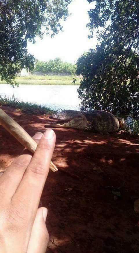 tedputaao's tweet photo. porra lagartixa tu bebeu água pra caralho https://t.co/hIpcO9qEVH