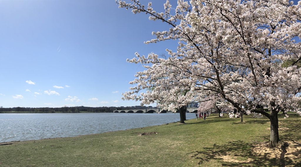 Hello spring. It’s #PeakBloom for the DC #cherryblossom trees. @wusa9