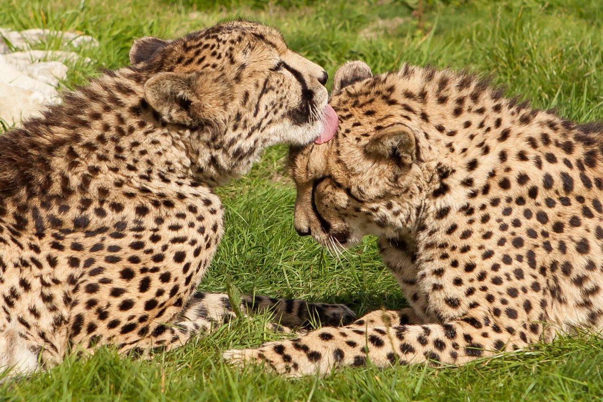 justjlane's tweet photo. My faves ❤️ Martin &amp; Keene. Brother cheetahs looking after each other #bigcatsaboutthehouse #bigcats https://t.co/kkWhSu145F
