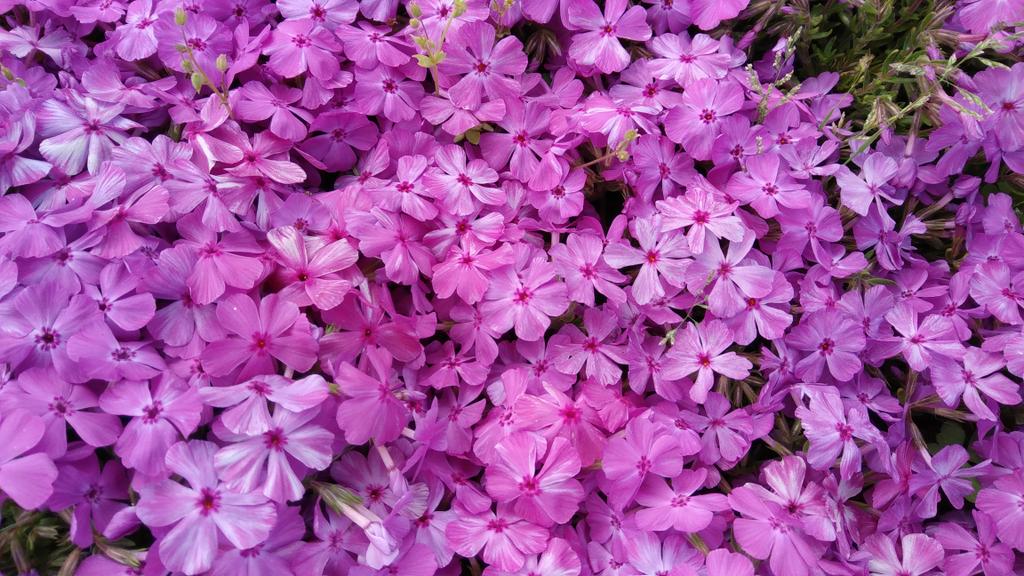 ザ 夕方カレー スタッフ 藤田 サクラソウ 春の代表的な草花で様々な品種がある 名前の由来は桜に似た形状の花を咲かせることから 花言葉は 純潔 無邪気 など 癒しの花図鑑