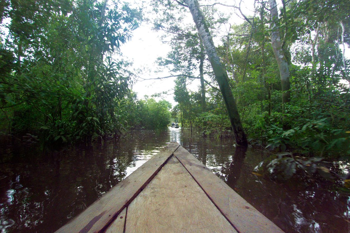 J_experiences's tweet photo. Discover the greatness of #nature which connects us with the greatness in ourselves <3 Live the heart of the Amazon! #PeruvianAmazon #AmazonCruises #JungleExperiences https://t.co/xwdAl1RJKQ
