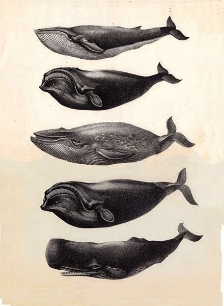 RhysCaerdydd's tweet photo. God bless the prints of whales!

#PontGlyndŵr #PontYCont https://t.co/0XLG1bsx3A
