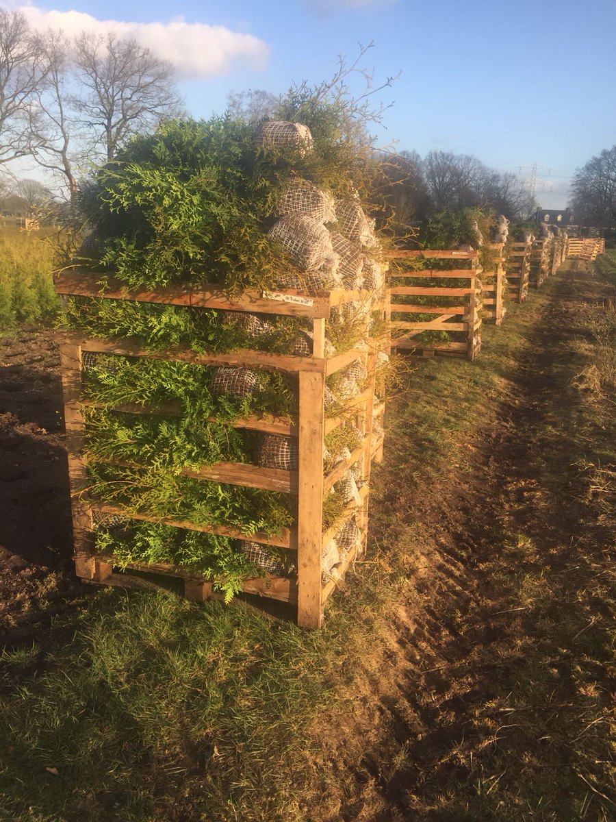 Vandaag gestart met rooiwerk van de coniferen.