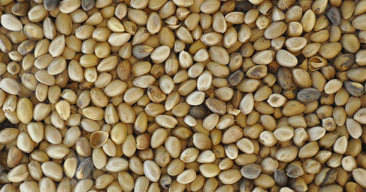 MyHempology's tweet photo. Nutmeg is a popular spice around the world, with bonus health perks!
#nutmeg #spices #herbs https://t.co/F4TuySjidv https://t.co/USkgGQgKgc