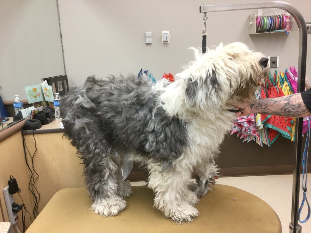 #extrememakeover done by Heidi pelted head to toe sosweet#1580 #cny #northeastgrooming