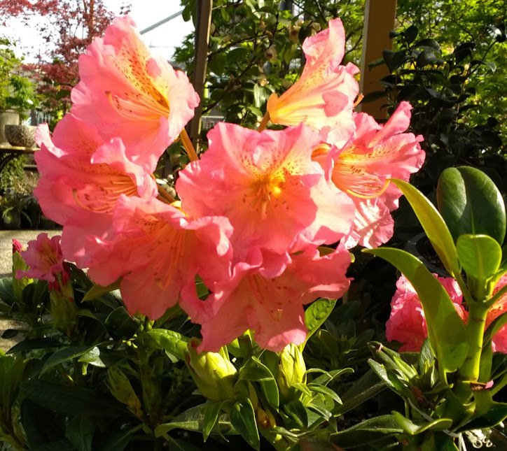 highhandnursery's tweet photo. In the calm before the rainy river arrives, observe the glorious Rhododendrons making their debut!  A rainbow of colors swaths High Hand Nursery, Cafe, Merchantile, Olive Oil Store and more.... 

#rhodedendrons #springinloomis #highhandnursery https://t.co/khLW2s8OVV