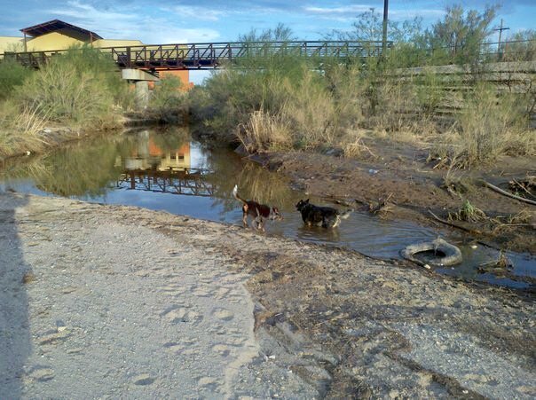 P2Hannley's tweet image. #SB1493 is bad #water policy. It creates more state gov by re-inventing an existing fed program &amp;amp; will cost the state more money. SB1493 puts riparian habitats &amp;amp; flood-plane overflow areas at risk. #Bad4AZ @EngelForArizona @SLBahr @MitziEpstein @AZHouseDems @Indivisible_SAZ