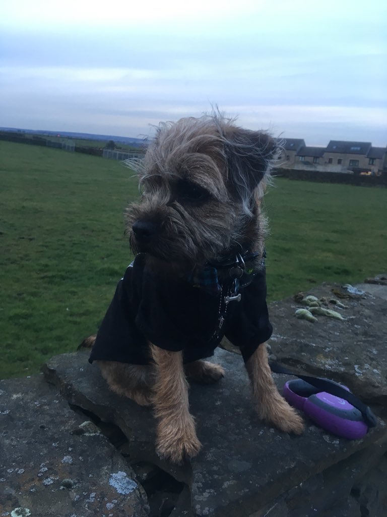 waltertheborder's tweet photo. Lovely mystery walk wiv mum #newplaces #neverbeenherebefore https://t.co/AALBNscmdf