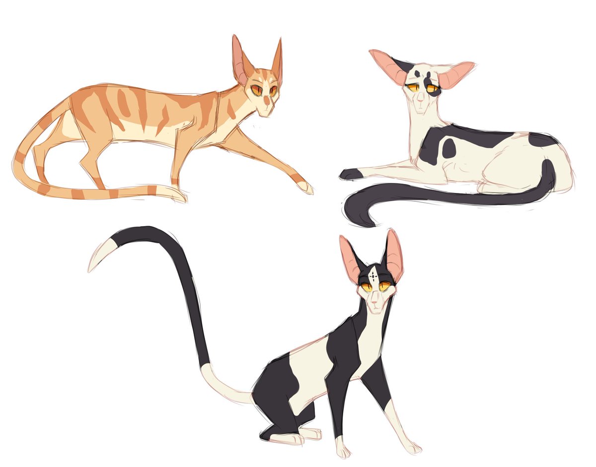 lttleghost's tweet photo. I love Tallstar so much you have no idea

I'm not happy with how Palebird turned out, I wanted her facial structure to remember Tallstar's more since Gorse has higher and thinner cheekbones than him and stuff

#warriors #warriorcats #tallstar #sandgorse #palebird #cat #sketch https://t.co/emNUzvIkWW