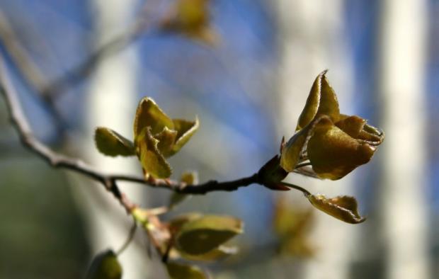 AmericanForests's tweet photo. How do trees know when to awake in spring? https://t.co/s9sO0U5kCI https://t.co/R3bTCCg2dA