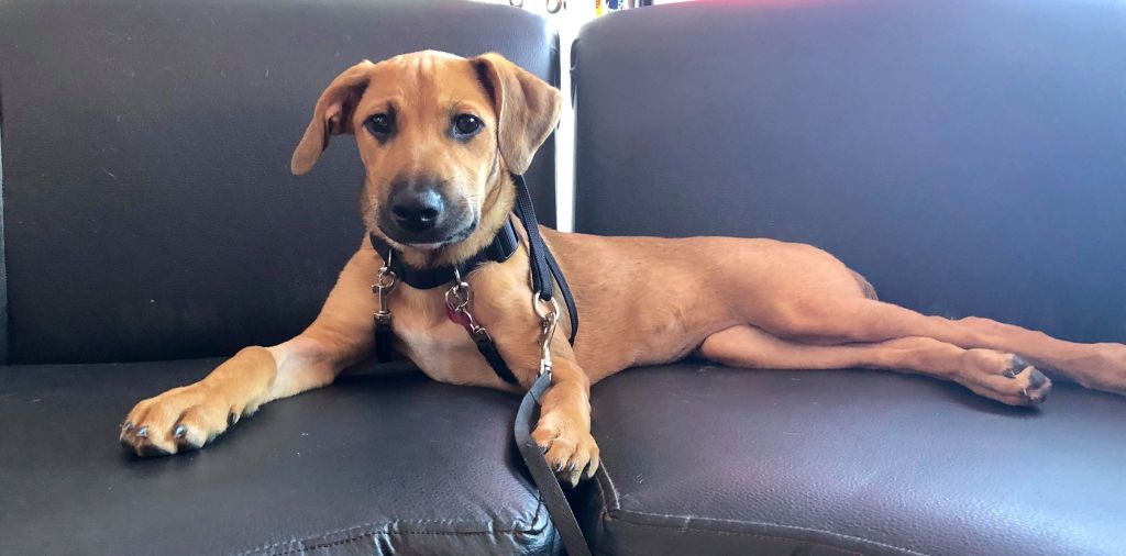 Available for Adoption: Isabella allhumanekind.com/isabella/