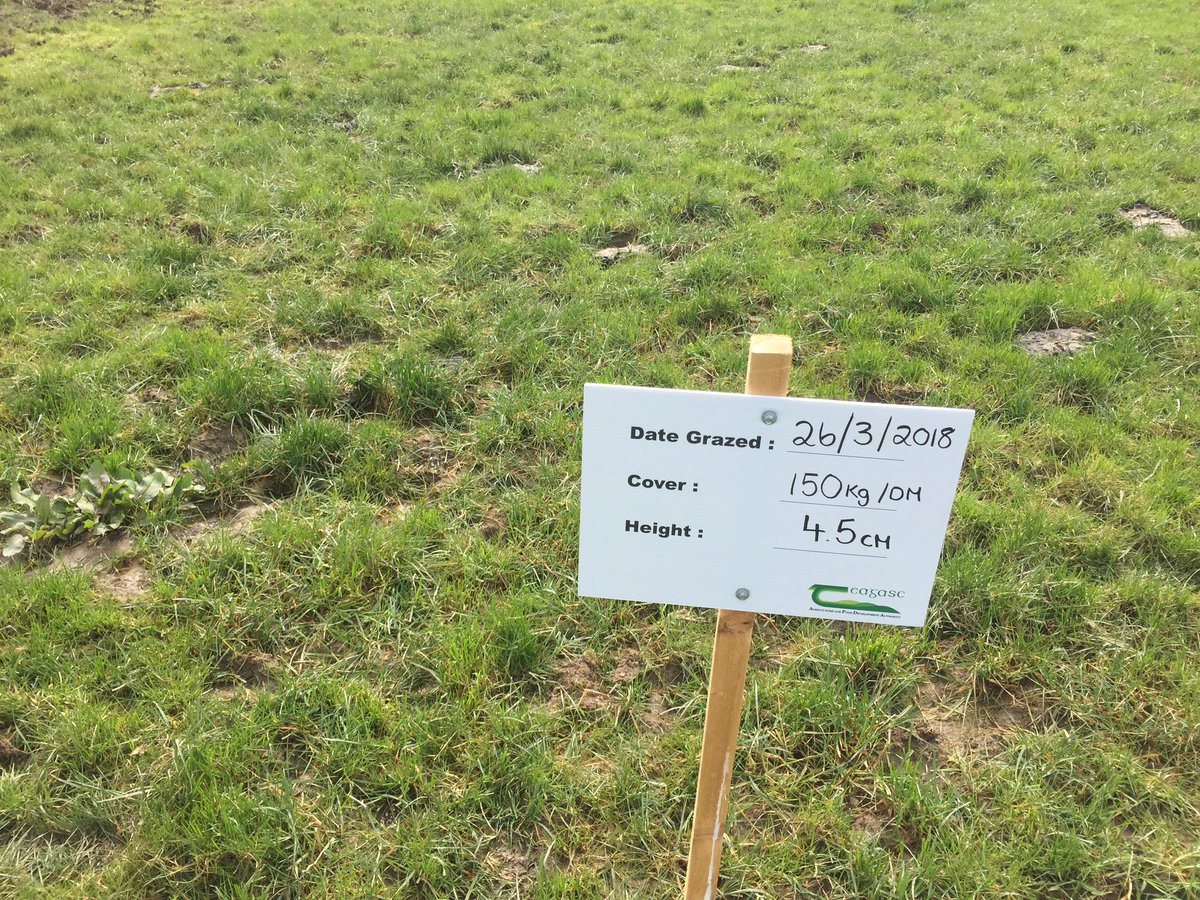 aidan_bren's tweet photo. The impact of grazing time on poaching as exhibited at @ballyhaisedairy today. First pic 3 hours grazing. Second pic 12 hours of grazing. On/off grazing works! https://t.co/DyNn2KNUAY