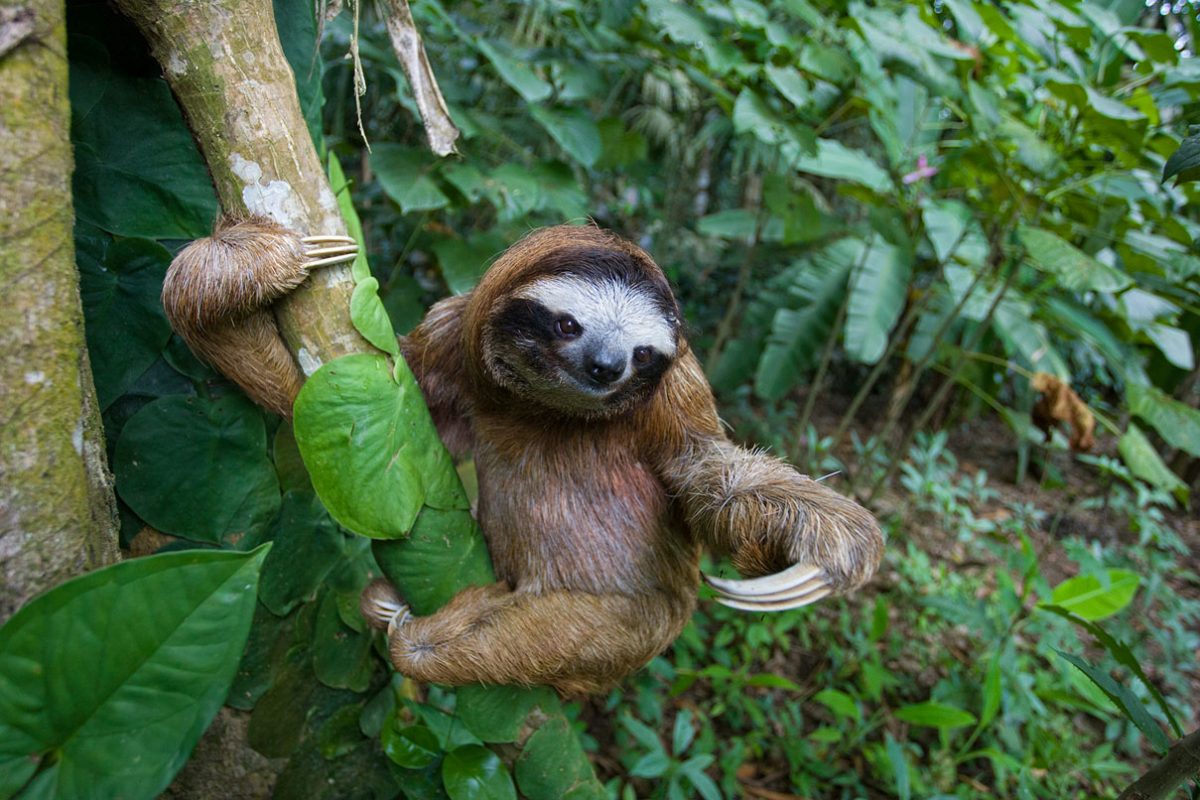 beckycliffe06's tweet photo. Sloth myth busting with @mongabay "New sloth book features amazing photographs &amp;busts myths https://t.co/j8628V93lu https://t.co/zISNUhbTbE”
