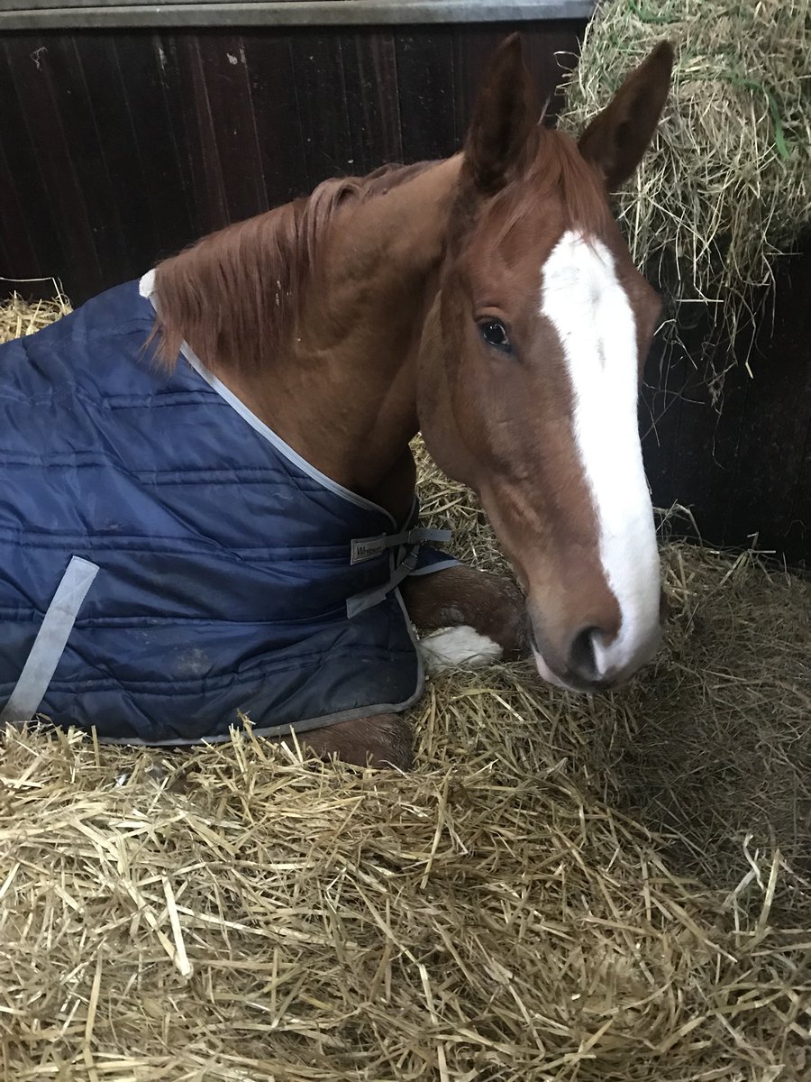 Clairefada's tweet photo. A day in the life of a giant carrot! Love my #hairyhorsechild #ginger #zangerscheide #CommandantH #GetCarter https://t.co/0VAUjWtIEs