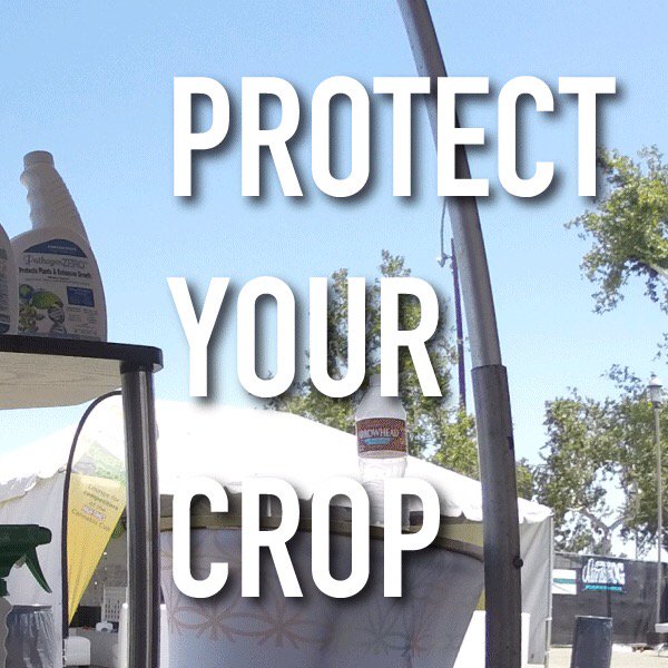 PathogenZero's tweet image. #tbt to the LA @hightimesmagazine Cannabis Cup. Protect your crop with PathogenZERO #CannabisCup #ProtectYourCrop #PathogenZERO