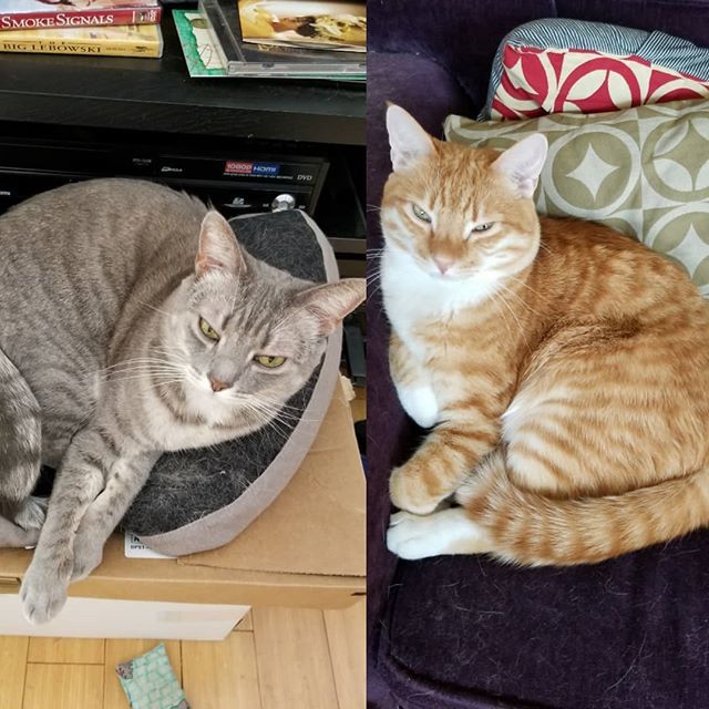 muchredink's tweet photo. The cat detection system says today's #earthquake is not worth moving from the cozy spots. #catsofinstagram #cats #watsoncat #sparkycat https://t.co/OaX1p0Dcam https://t.co/s7zYOo9eaT