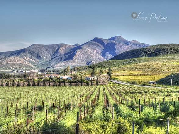 HOT_OVEN's tweet image. Look forward to welcoming you all to the beautiful Robertson &amp;amp; Bonnievale region this weekend! Photo credit @LaresaPerlman #ShadesofAutumn #AutumnWines #VisitLangeberg