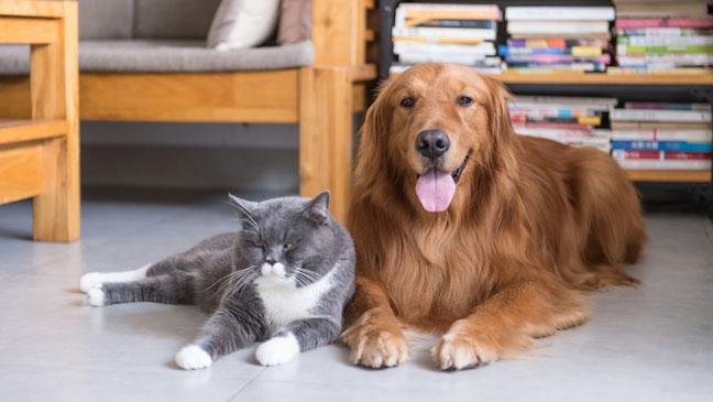PendletonNW's tweet photo. Today’s #homealarmsystems are sleek - reliable - easy to fit & can cater for homes where animals such as cats & dogs are kept throughout the day. #CrimePrevention #PendletonNW https://t.co/FZnGjAsqRY